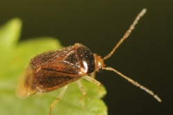 Monalocoris filicis